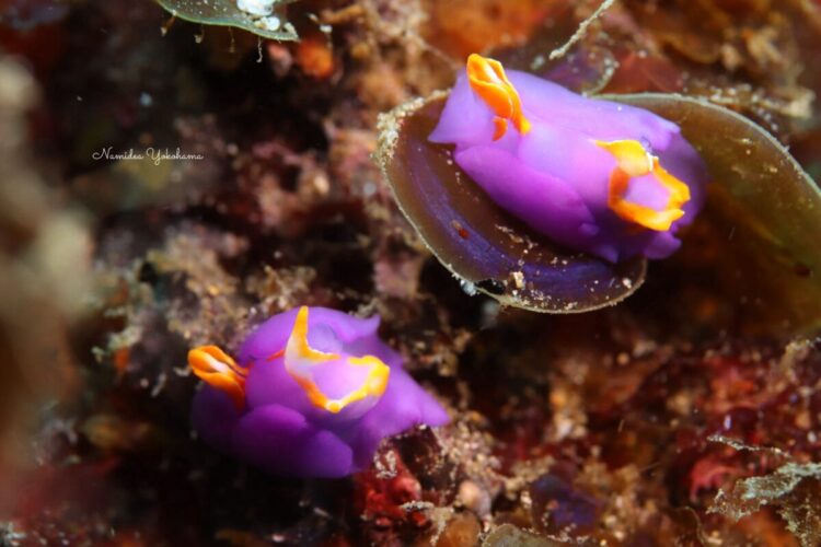 北川:ムラサキウミコチョウ