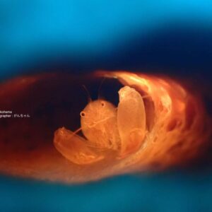 葉山　ザラカイメンカクレエビ