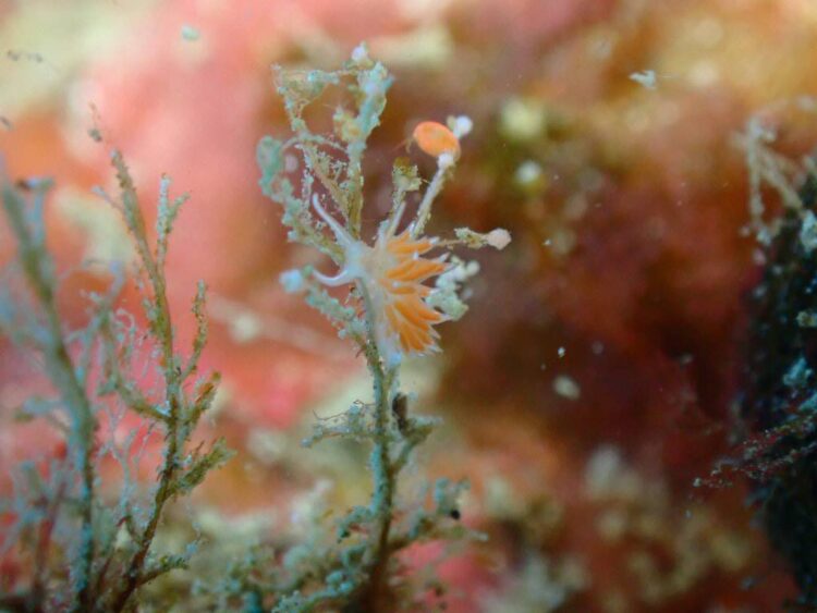 葉山　アカエラミノウミウシ