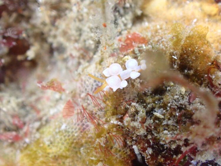 葉山　イナバミノウミウシ