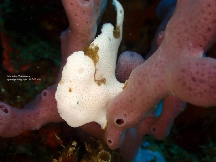 葉山　オオモンカエルアンコウ