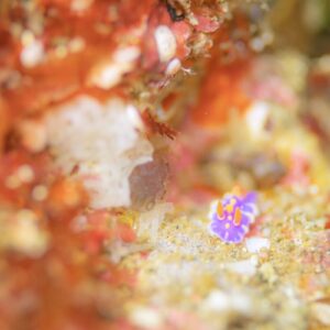 Namidea けいたちゃんのカメラ日記〜2026 新年カメラ初め〜