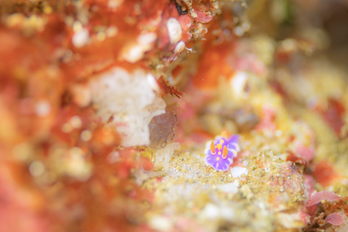 Namidea けいたちゃんのカメラ日記〜2026 新年カメラ初め〜