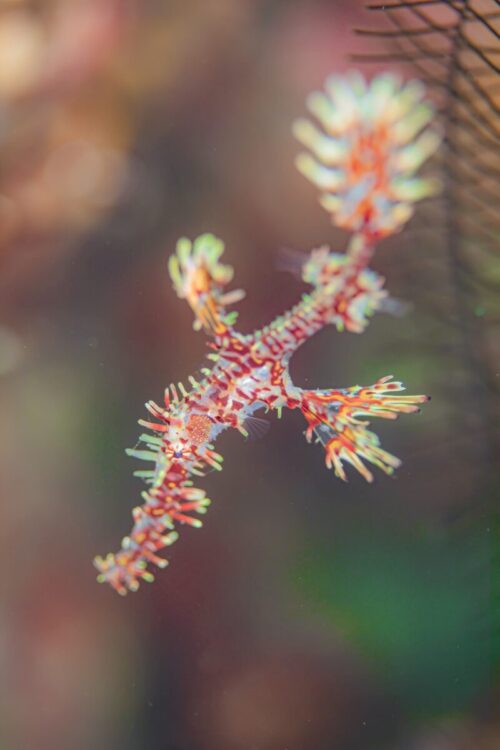 Namidea けいたちゃんのカメラ日記〜2026 新年カメラ初め〜