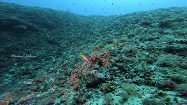 与那国島　アオマスク