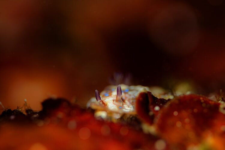 Namidea けいたちゃんのカメラ日記〜冬の江之浦編〜