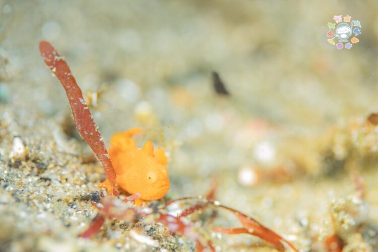 Namidea けいたちゃんのカメラ日記〜2026 新年カメラ初め〜