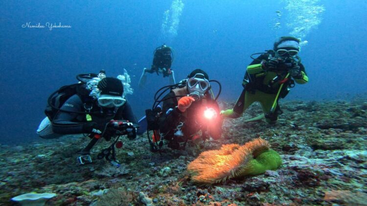 与那国島　久部良バリ　カクレクマノミ