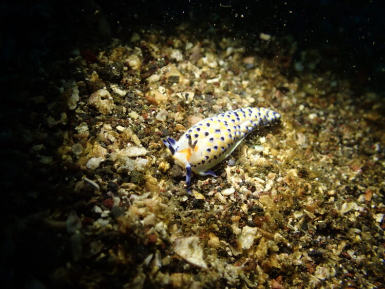 Namidea 江之浦ビーチでウミウシ満喫ダイブ！みんなでひろし初めも！