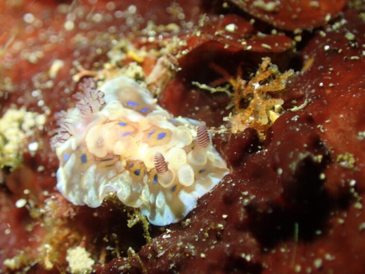 Namidea 江之浦ビーチでウミウシ満喫ダイブ！みんなでひろし初めも！