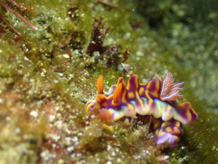 Namidea 江之浦ビーチでウミウシ満喫ダイブ！みんなでひろし初めも！