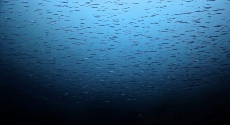 Namidea 与那国島ツアー3日目！日帰りチームはスクーターで大はしゃぎ！