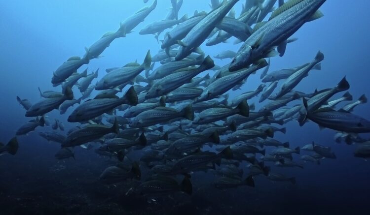Namidea 押切JAPAN🇯🇵神子元島ツアー2026シーズン開幕戦は大勝利!