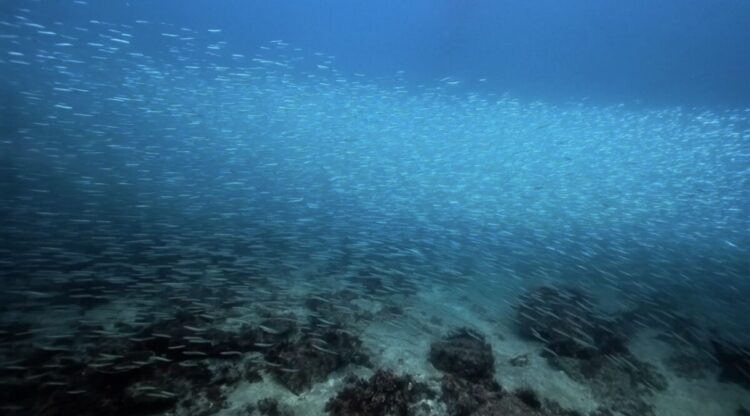 Namidea 水中スクーターツアー開催！福浦ビーチを大爆走！