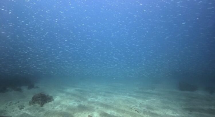 Namidea 連休初日!流氷前に福浦でキビナゴ満喫ツアー開催!