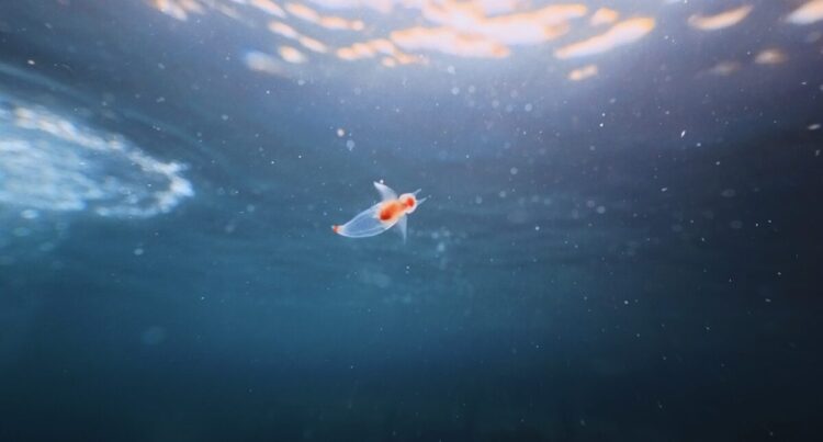 Namidea 流氷ツアー3日目!流氷の天使降臨!