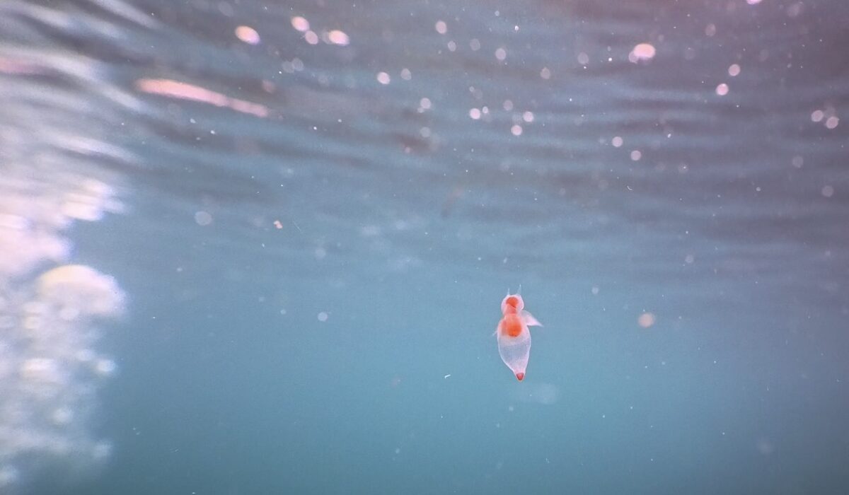 Namidea 2/26(木) 11時-18時営業となります!