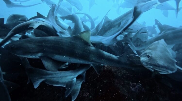 Namidea 春の陽気の2月最終日!伊戸・鮫まみれツアー開催!