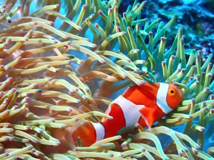 与那国島　カクレクマノミ