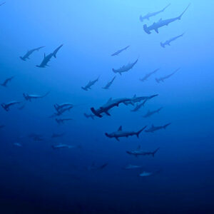 Namidea 押切JAPAN🇯🇵神子元島ツアー2026シーズン開幕戦は大勝利！