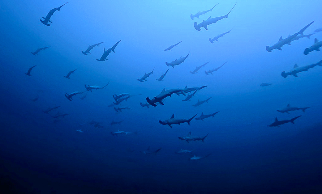 Namidea 押切JAPAN🇯🇵神子元島ツアー2026シーズン開幕戦は大勝利!