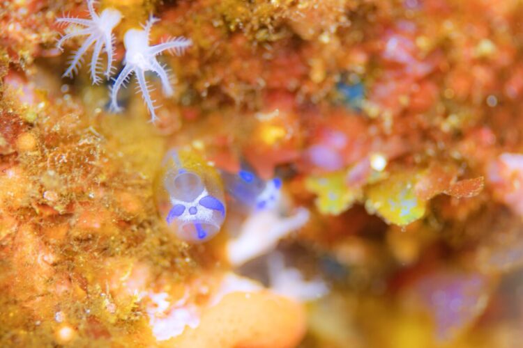 Namidea けいたちゃんのカメラ日記〜2026 新年カメラ初め〜