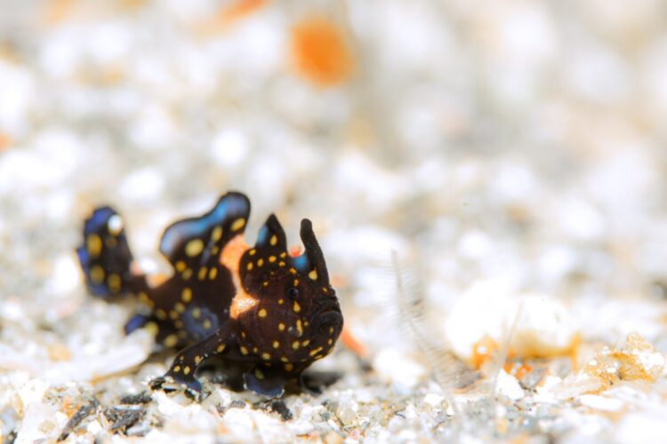 Namidea けいたちゃんのカメラ日記〜2026 新年カメラ初め〜