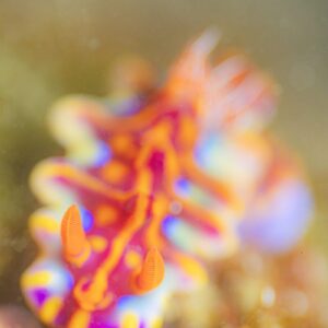 Namidea けいたちゃんのカメラ日記〜冬の江之浦編〜