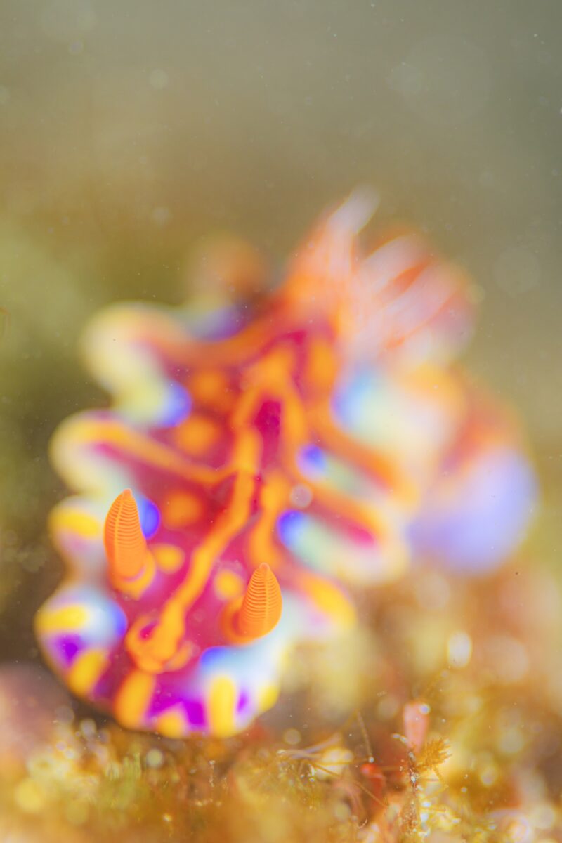 Namidea けいたちゃんのカメラ日記〜冬の江之浦編〜