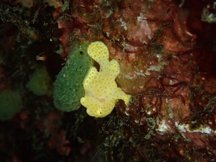 Namidea 江之浦ビーチでウミウシ満喫ダイブ！みんなでひろし初めも！