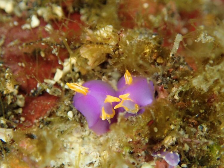 Namidea 江之浦ビーチでウミウシ満喫ダイブ！みんなでひろし初めも！