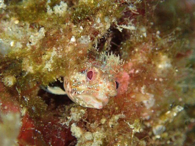 Namidea 江之浦ビーチでウミウシ満喫ダイブ！みんなでひろし初めも！