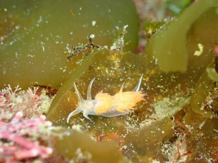 Namidea 週の初めは葉山ボートから！ウミウシ祭りにしらす丼CUP！