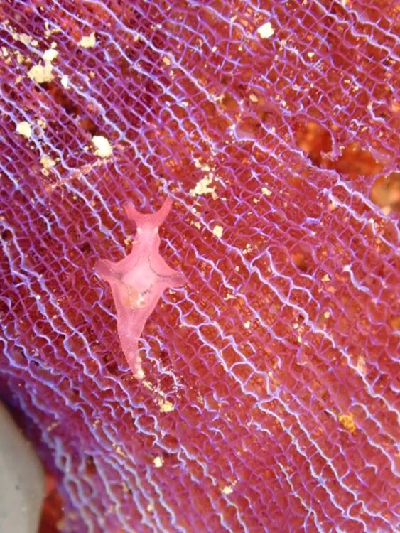 Namidea 週の初めは葉山ボートから！ウミウシ祭りにしらす丼CUP！