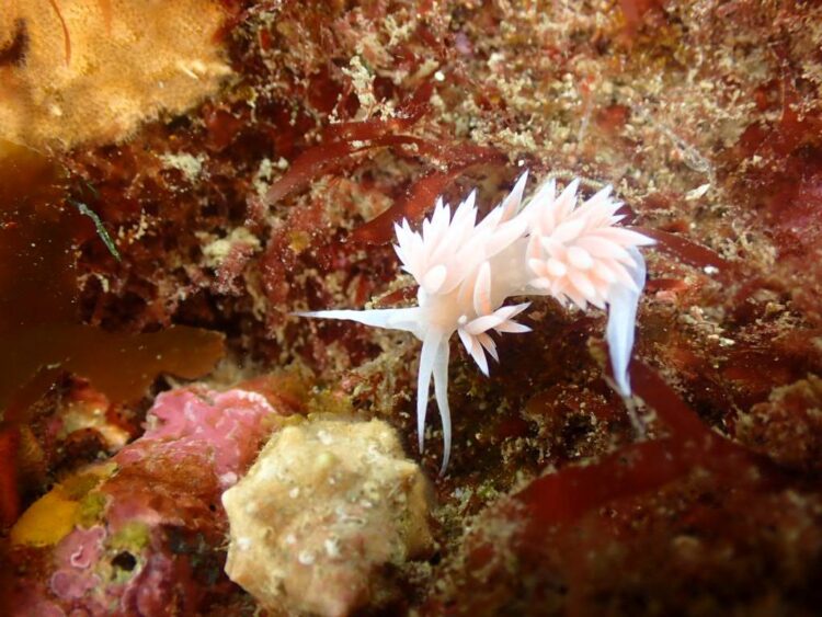 Namidea 週の初めは葉山ボートから！ウミウシ祭りにしらす丼CUP！