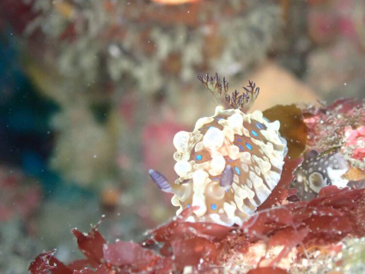 Namidea 週の初めは葉山ボートから！ウミウシ祭りにしらす丼CUP！