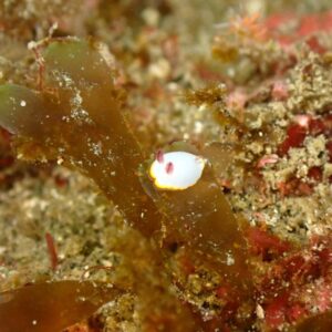 Namidea 週の初めは葉山ボートから！ウミウシ祭りにしらす丼CUP！