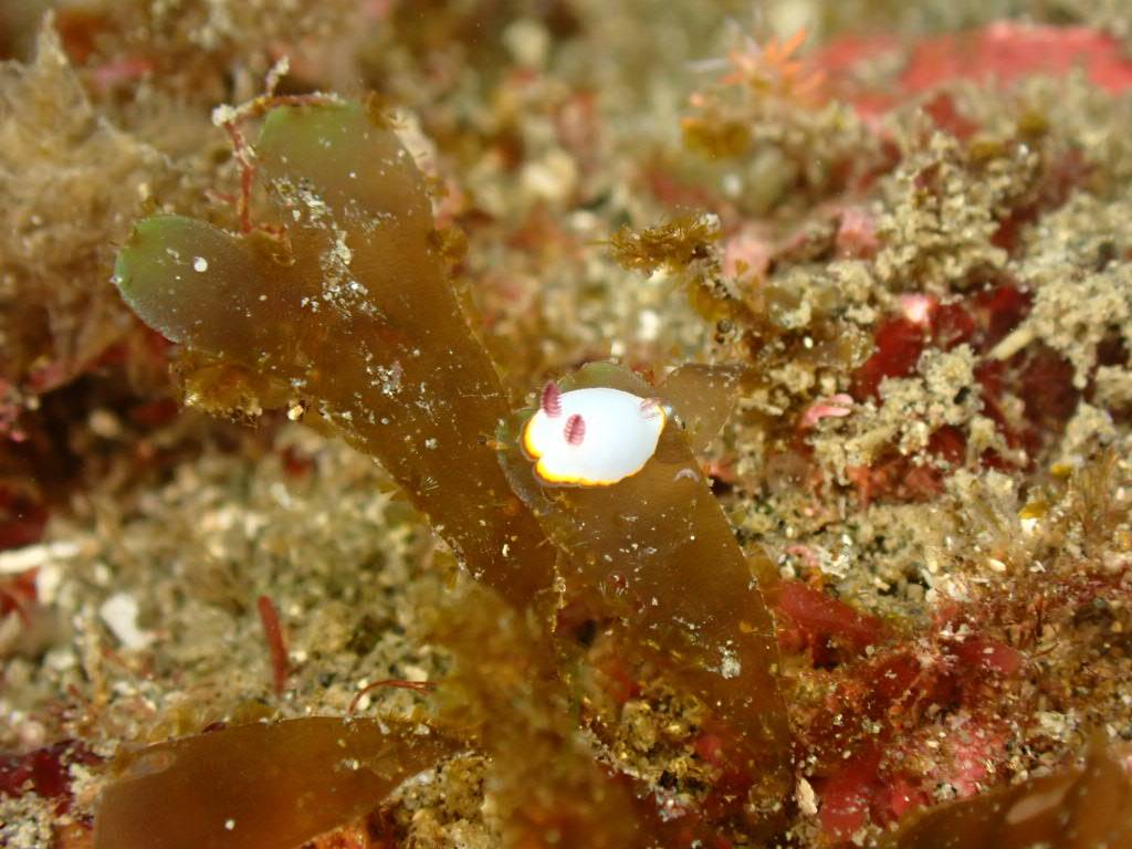 Namidea 週の初めは葉山ボートから！ウミウシ祭りにしらす丼CUP！