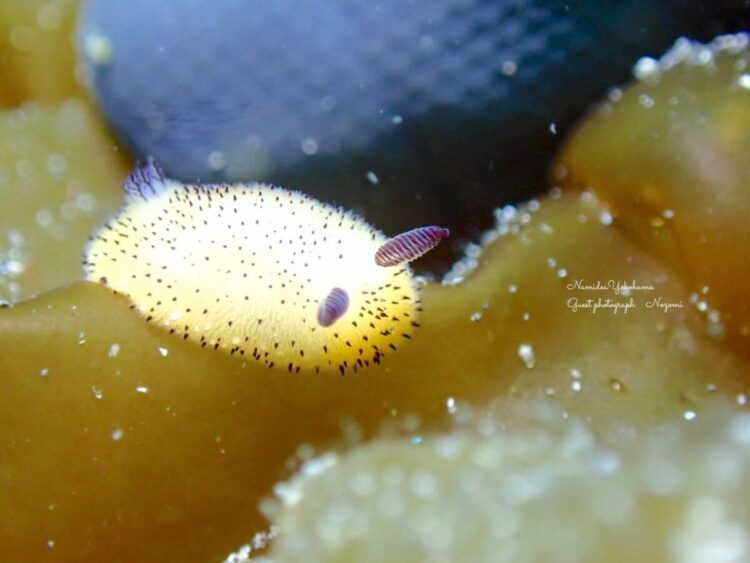 ゴマフビロードウミウシ