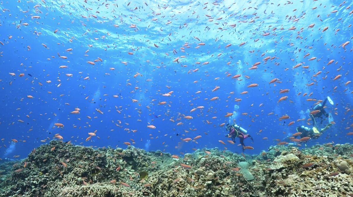 Namidea サンデーモーニング