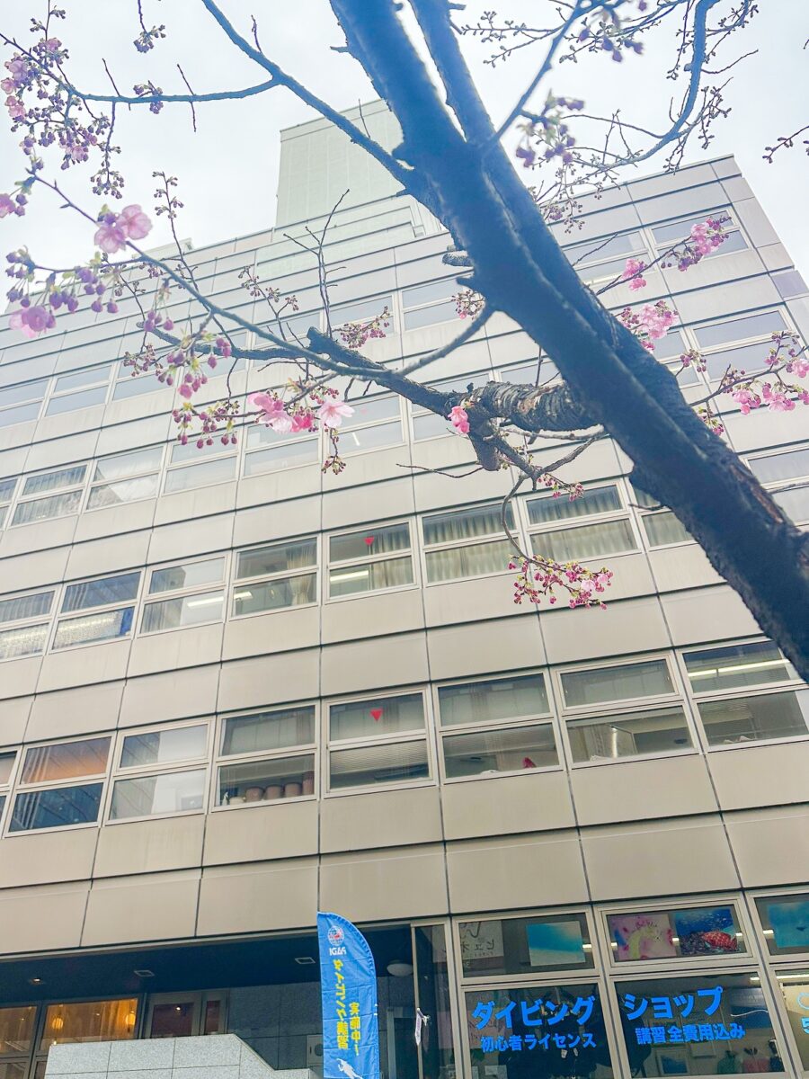 Namidea 3/16(月) 18時まで時短営業です！