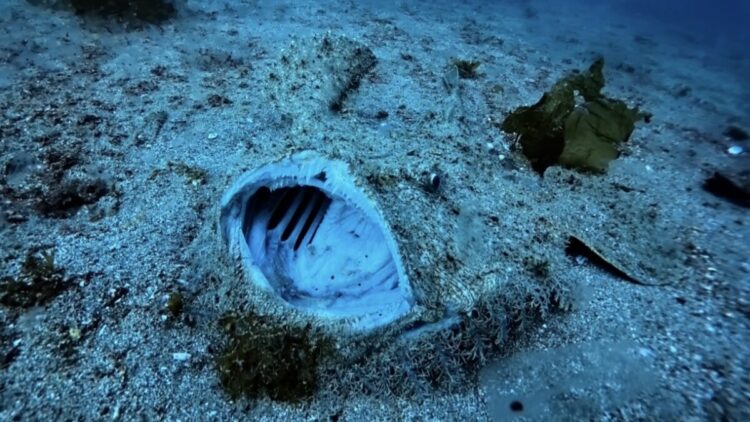 Namidea 深海の生物・キアンコウ！久しぶりに会いに行ってきましたー！