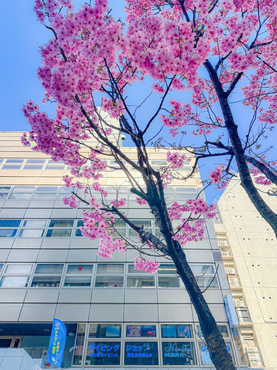 Namidea 連休中日！