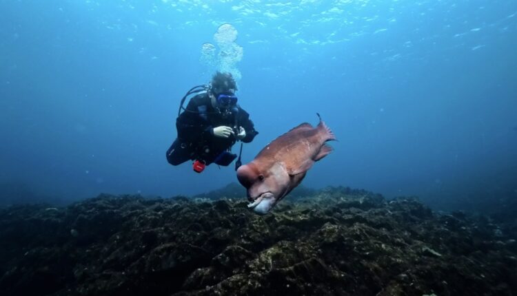 Namidea 連休明けは透明度抜群の海洋公園へ！