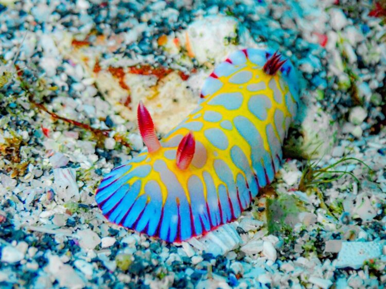 Namidea 連休明けは透明度抜群の海洋公園へ！