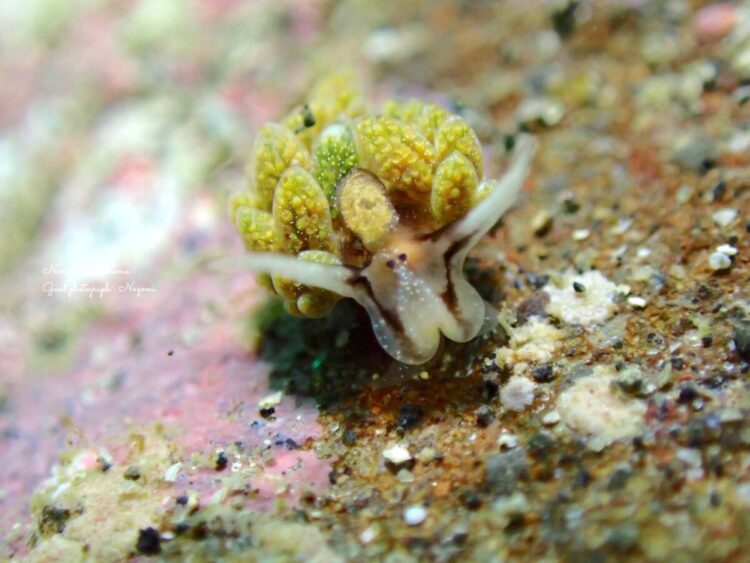 オオアリモウミウシ