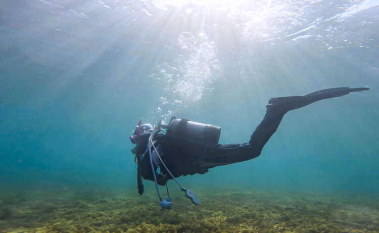 Namidea 初めての伊豆ダイビングは大瀬崎へ！